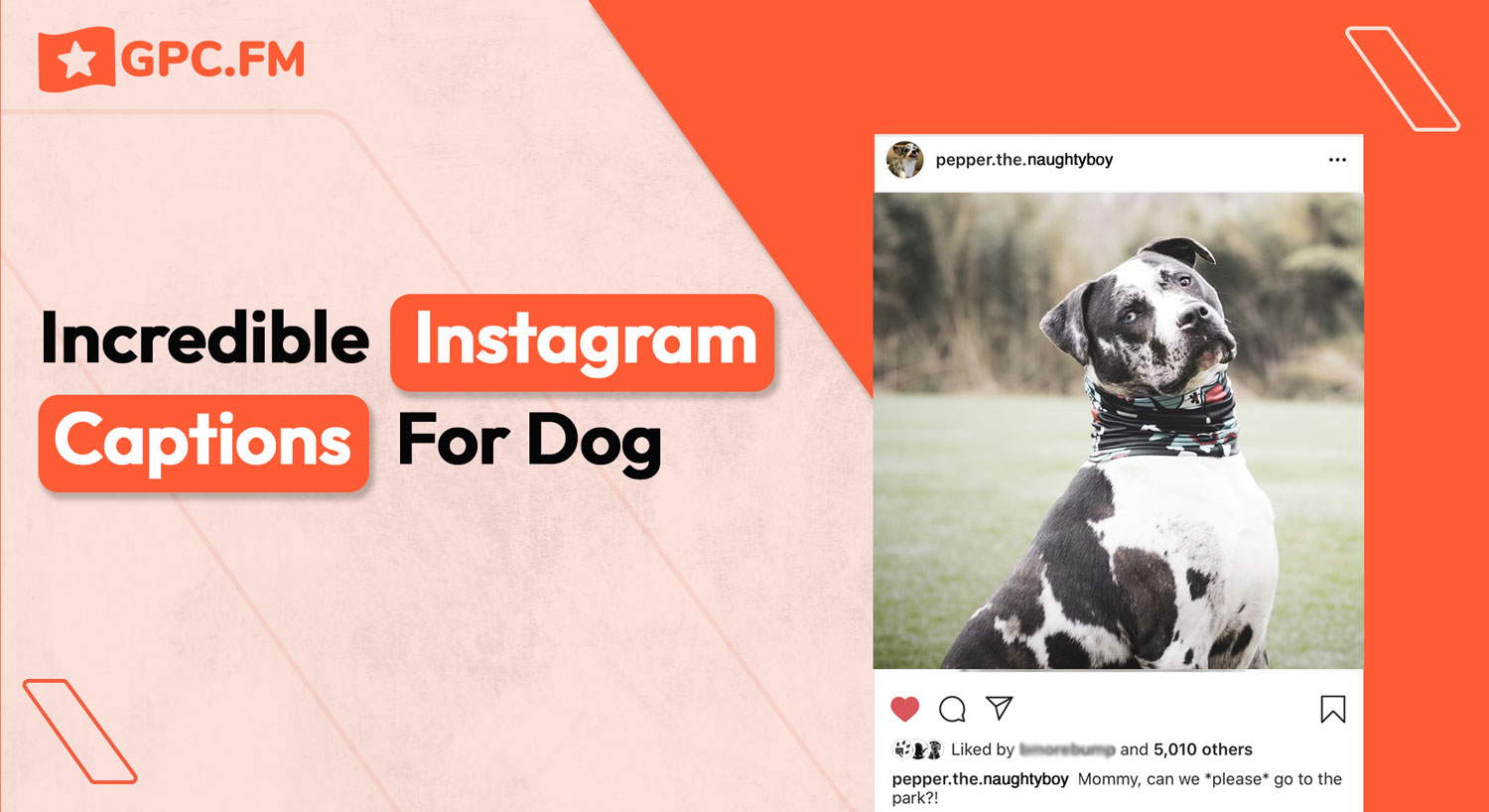 80+ Incredible Instagram Captions For Dog Pet